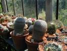 13_cacti_20010703 (108KB)